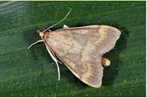 ostrinia