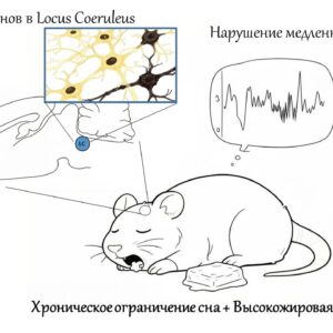Влияние высокожировой диеты и хронического недосыпания на нейрофизиологические функции у крыс